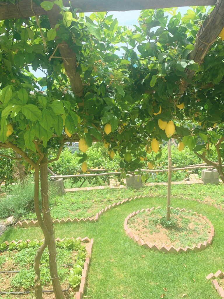 Sentier des citrons voyage cote amalfitaine